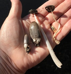 Coprinopsis macrocephala