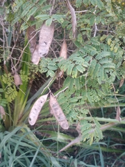 Senegalia westiana