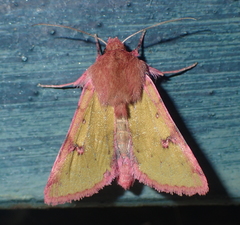 Heliothis incarnata