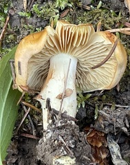 Cortinarius citrinifolius