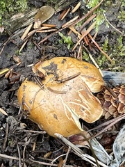 Cortinarius citrinifolius