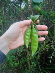 Amphilophium lactiflorum