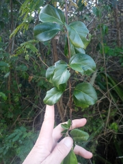 Amphilophium lactiflorum