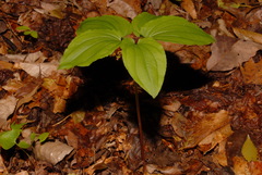 Croomia pauciflora