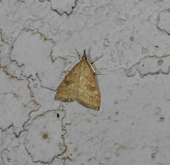 Udea profundalis
