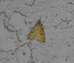 Udea profundalis