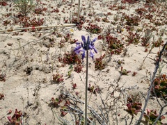 Triteleiopsis palmeri