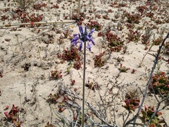 Triteleiopsis palmeri