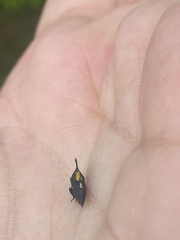 Enchophyllum quinquemaculatum