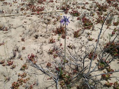 Triteleiopsis palmeri