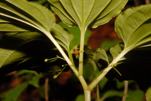 Image of Croomia pauciflora by (c) Brian Finzel, some rights reserved (CC BY-SA)
