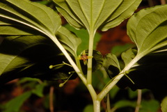 Croomia pauciflora