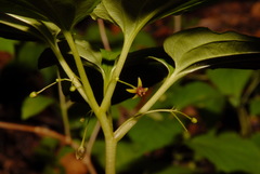 Croomia pauciflora