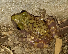 Eleutherodactylus marnockii