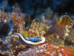 Chromodoris elisabethina