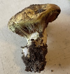 Cortinarius verrucisporus