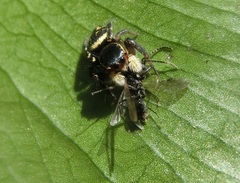 Carrhotus xanthogramma