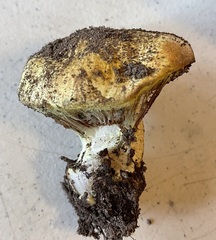 Cortinarius verrucisporus