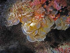 Distromium flabellatum