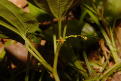 Croomia pauciflora