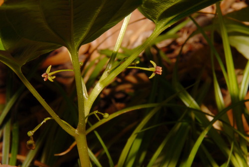 Image of Croomia pauciflora by (c) Brian Finzel, some rights reserved (CC BY-SA)