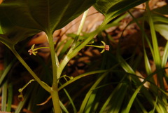 Croomia pauciflora
