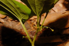 Croomia pauciflora