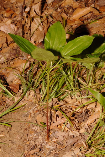 Image of Croomia pauciflora by (c) Brian Finzel, some rights reserved (CC BY-SA)