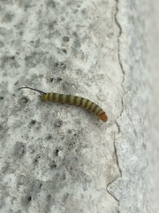 Isognathus swainsonii