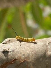 Isognathus swainsonii