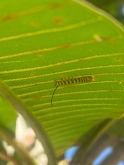 Isognathus swainsonii