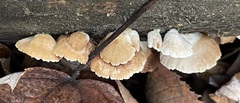Crepidotus fimbriatus