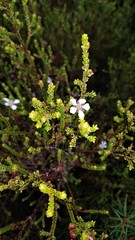 Leptospermum epacridoideum