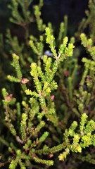 Leptospermum epacridoideum