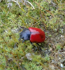 Chrysolina lucida