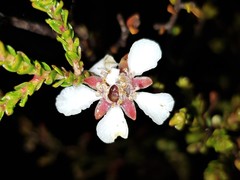 Leptospermum epacridoideum