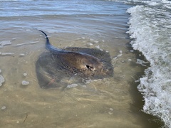 Bathytoshia centroura