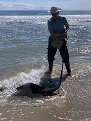 Bathytoshia centroura