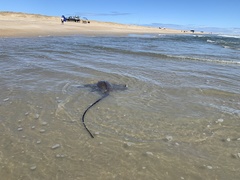 Bathytoshia centroura