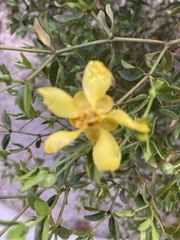 Larrea tridentata
