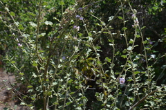 Malacothamnus
