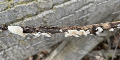 Crepidotus caspari