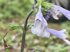Salvia lyrata image
