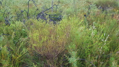 Leptospermum epacridoideum