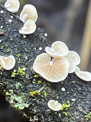 Crepidotus subverrucisporus