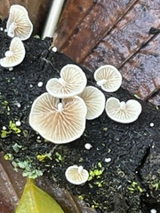 Crepidotus subverrucisporus