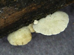 Crepidotus subverrucisporus