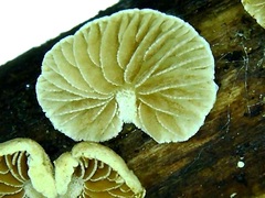 Crepidotus subverrucisporus