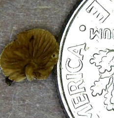 Crepidotus subverrucisporus