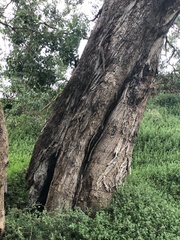 Eucalyptus baueriana